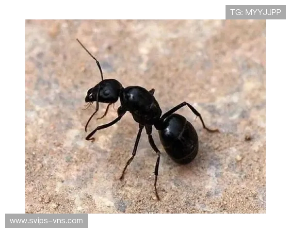 《蚂蚁王贝尔独自崛起之旅：从普通蚂蚁到霸主的传奇》